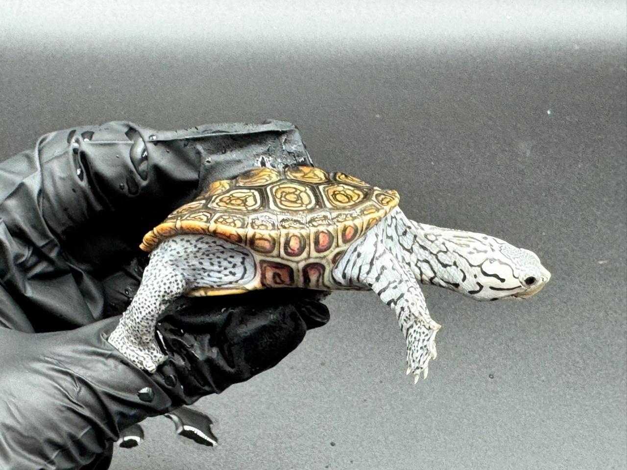 ダイヤモンドバックテラピン　Ａ(2)