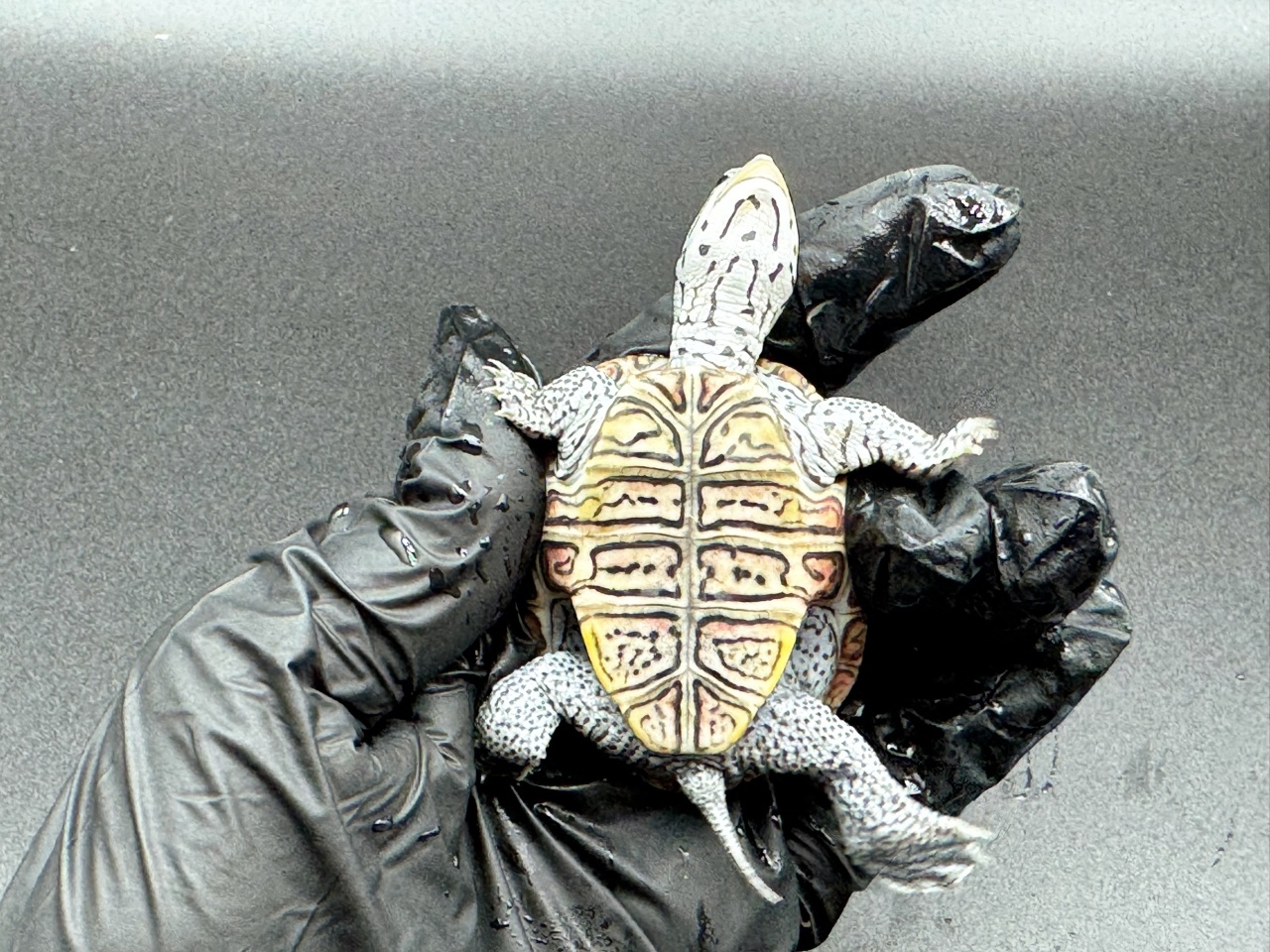 ダイヤモンドバックテラピン　Ａ(4)