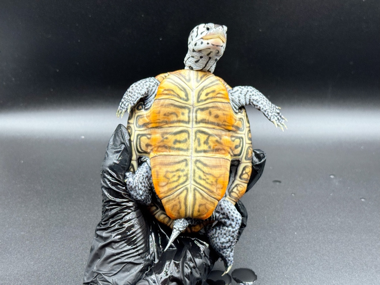 ダイヤモンドバックテラピン　Ｘ(4)