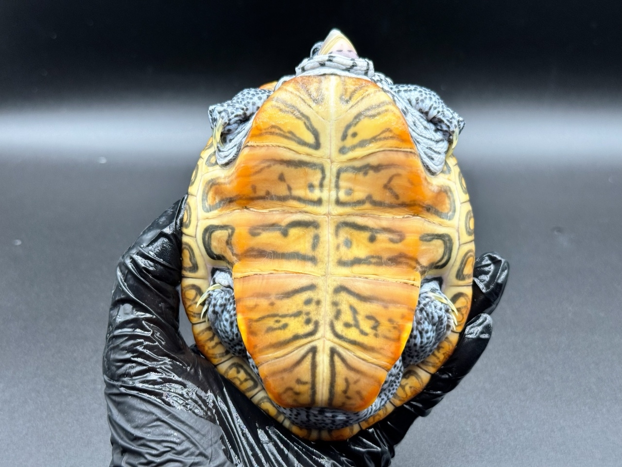 ダイヤモンドバックテラピン　Ｚ(4)