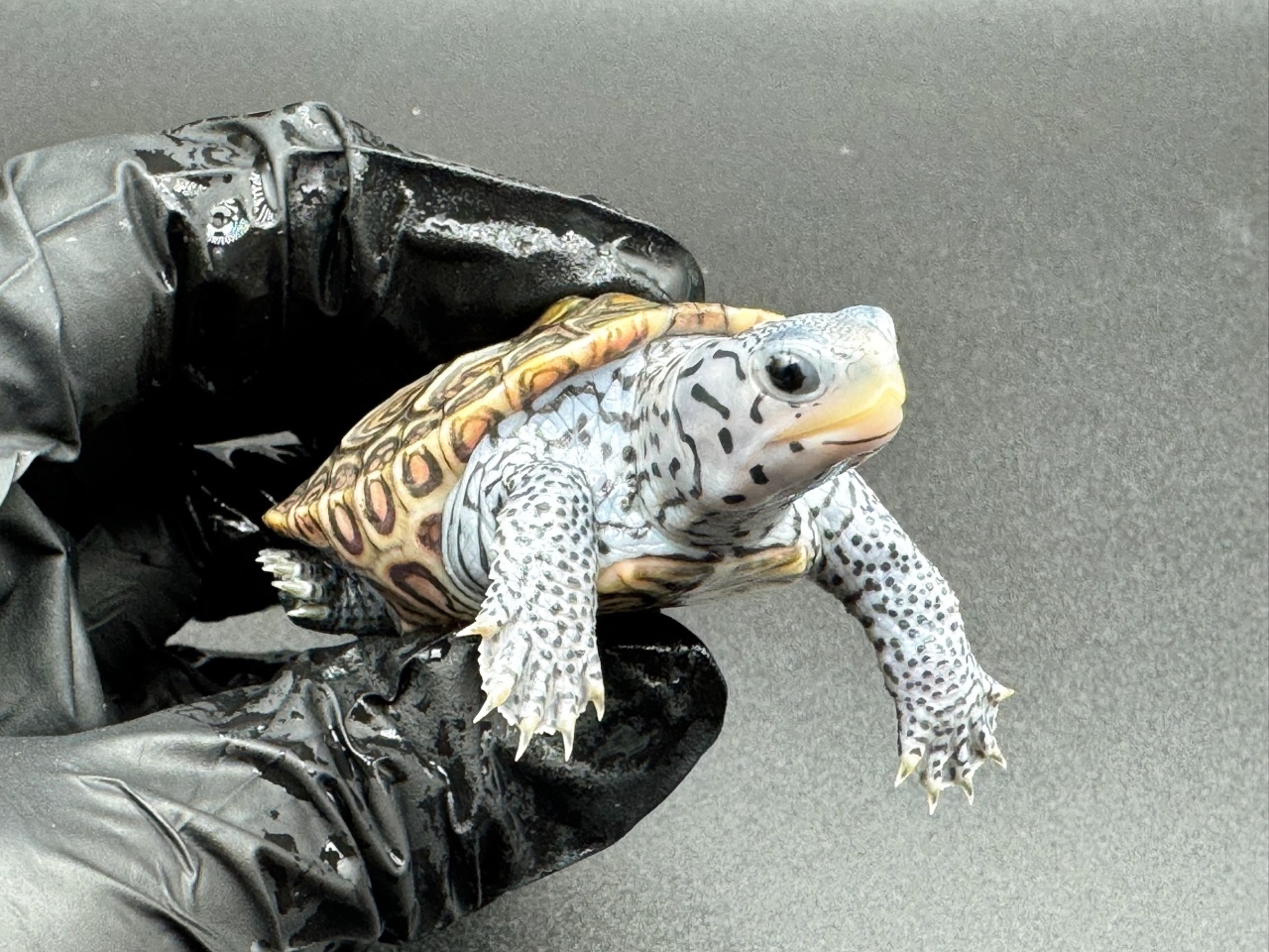 ダイヤモンドバックテラピン　Ｄ(3)