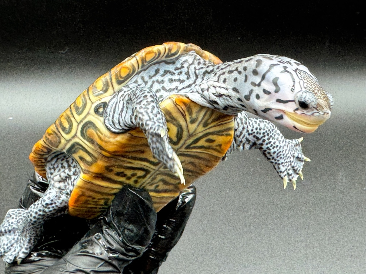 ダイヤモンドバックテラピン　Ｍ(3)