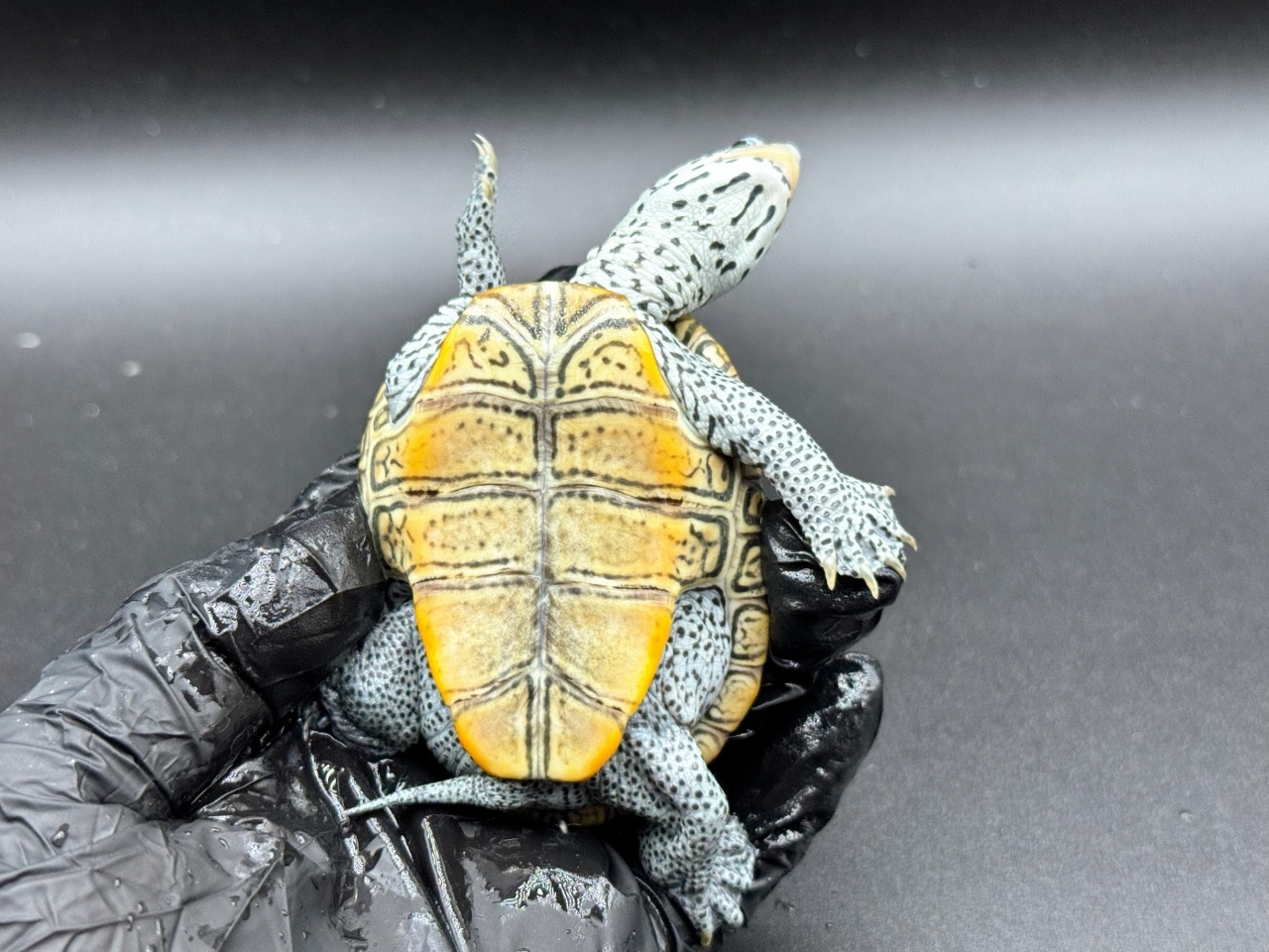 ダイヤモンドバックテラピン　Ｇ(4)