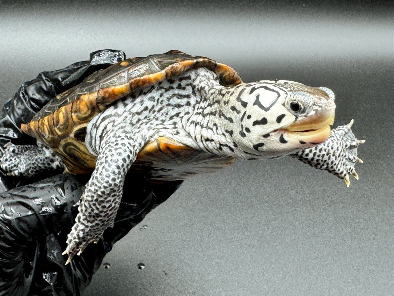 ダイヤモンドバックテラピン　Ｌ(3)