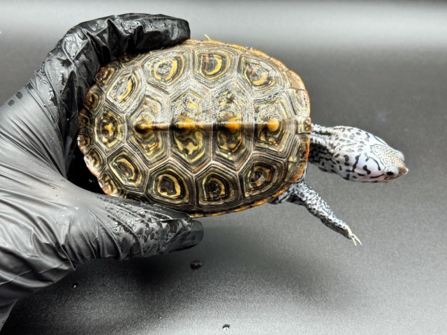 ダイヤモンドバックテラピン　Ｍ