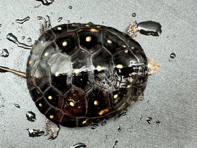 キボシイシガメ　Ｅ