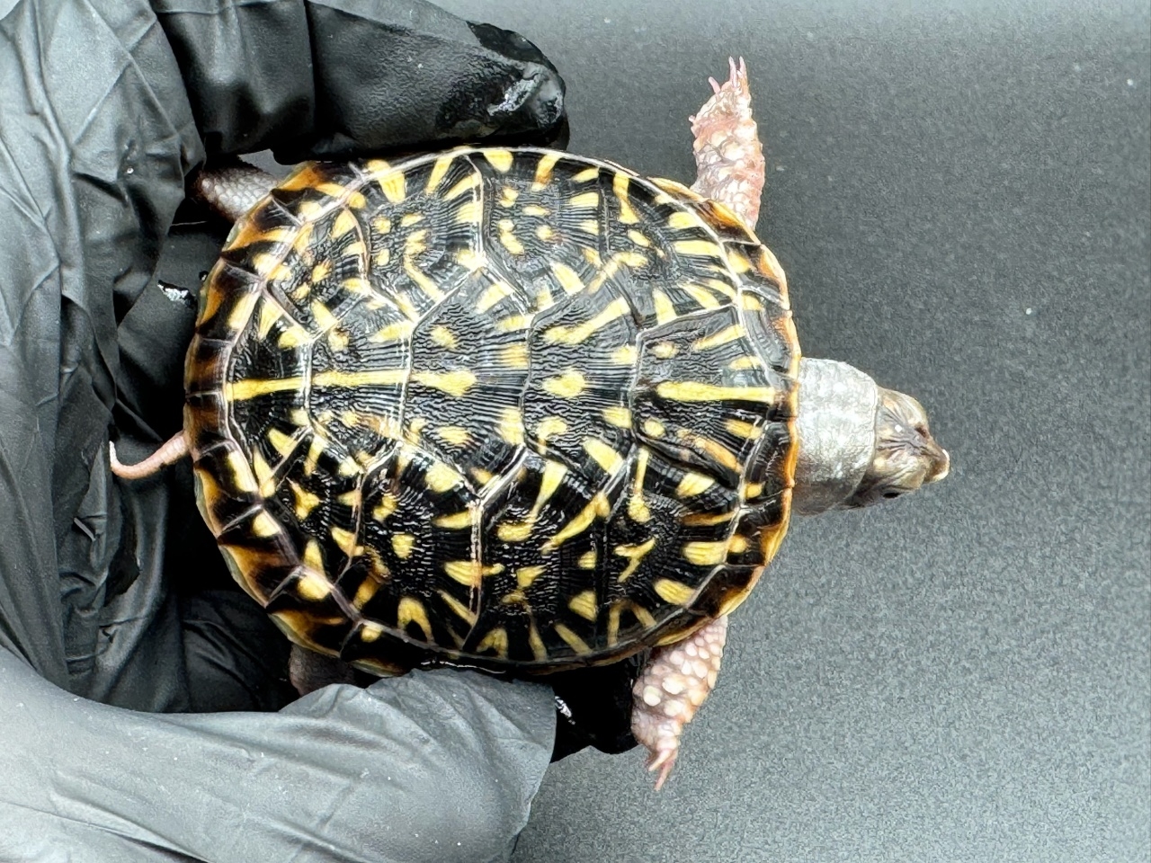 キタニシキハコガメ　Ｃ(1)