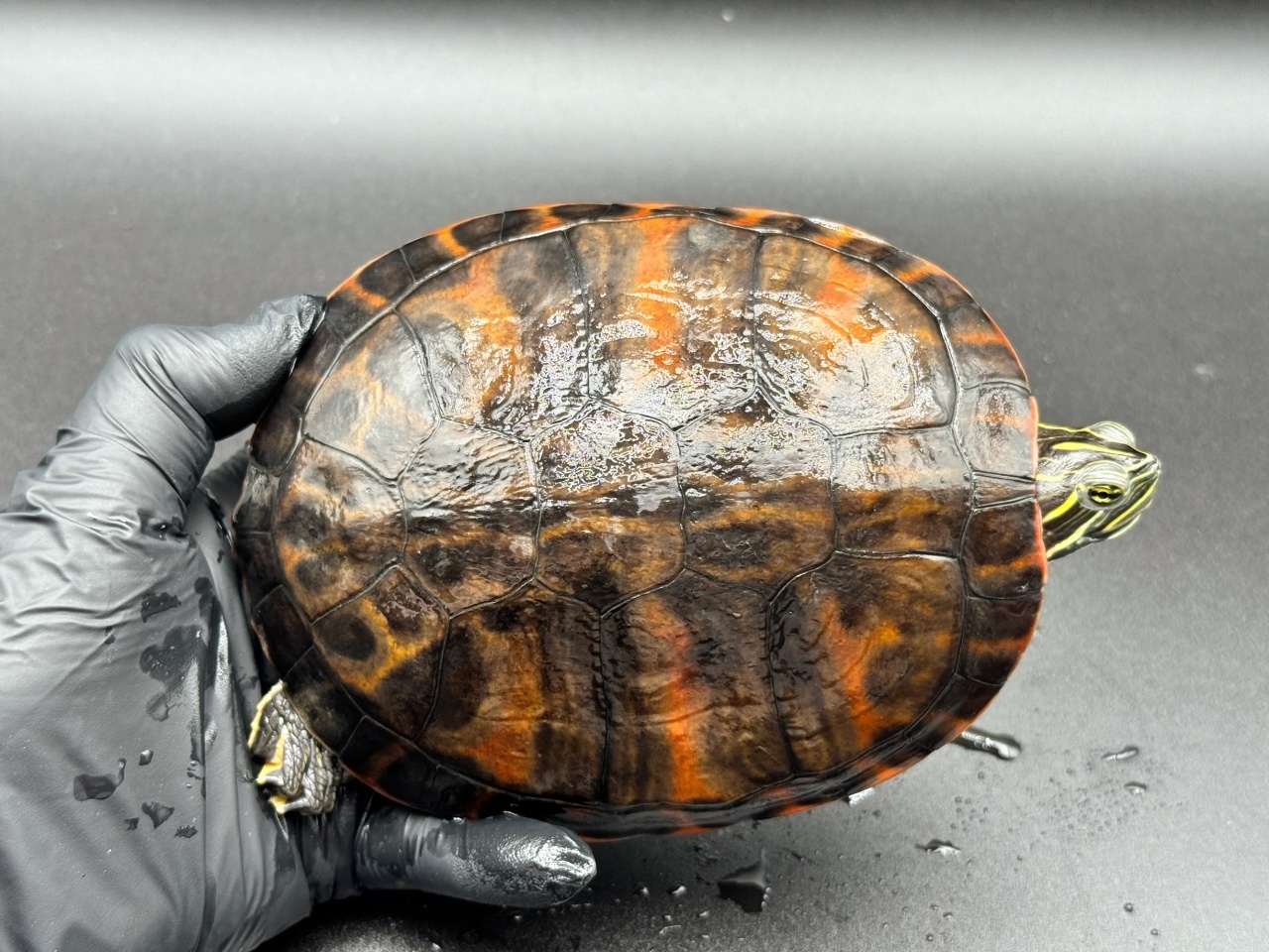 アバラマアカハラガメ(3)