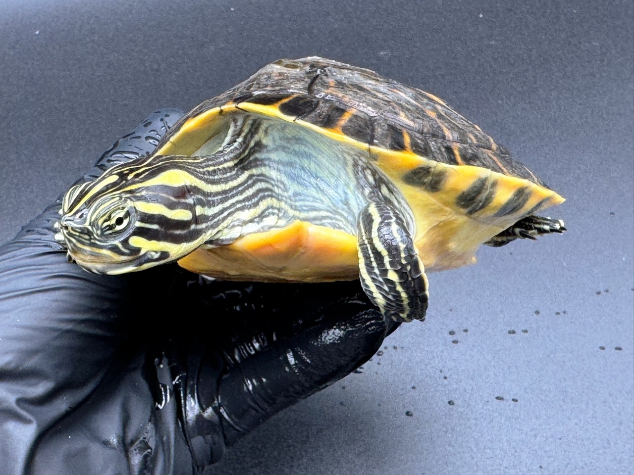 リバークーター(3)