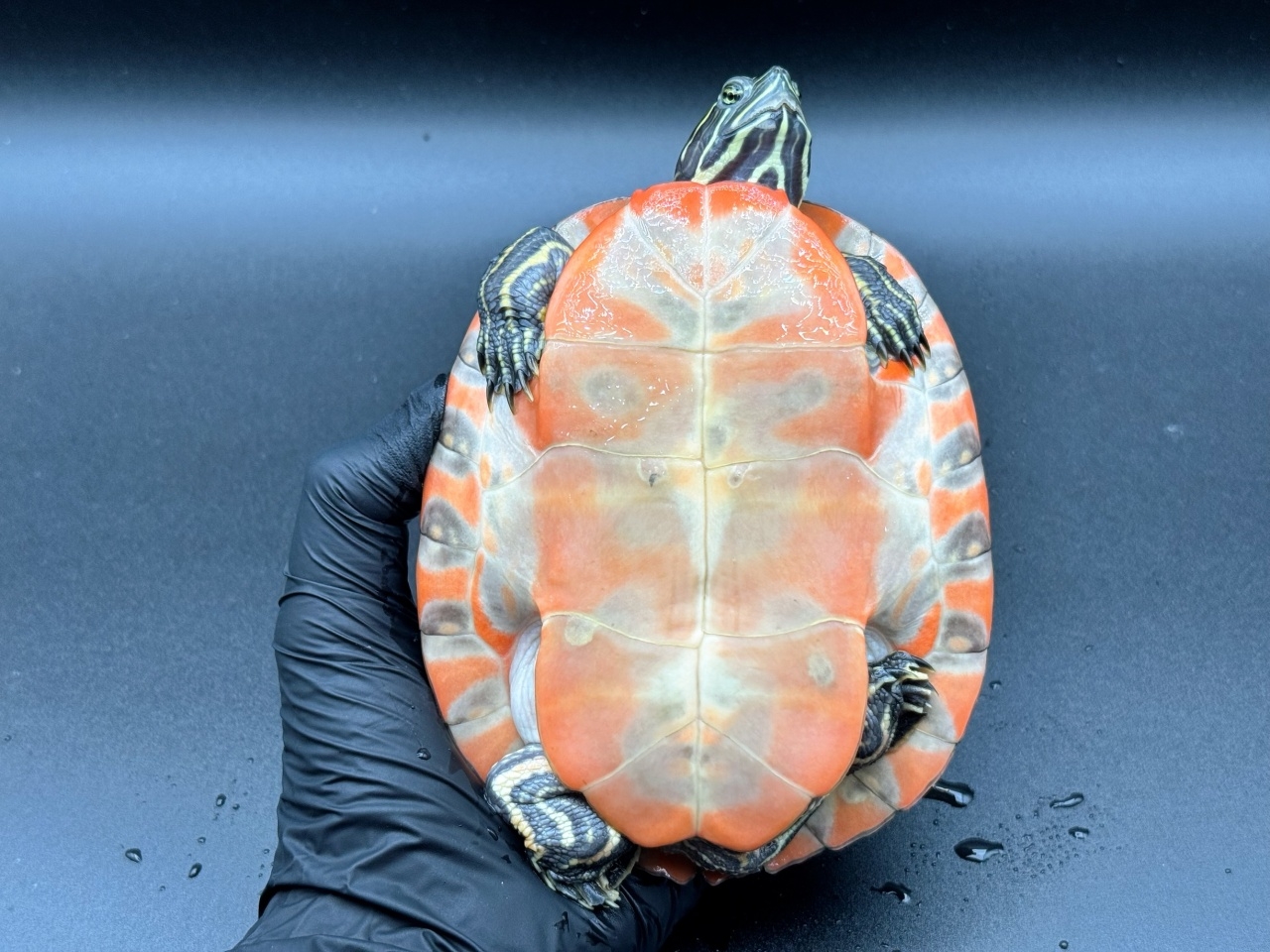 アバラマアカハラガメ(6)