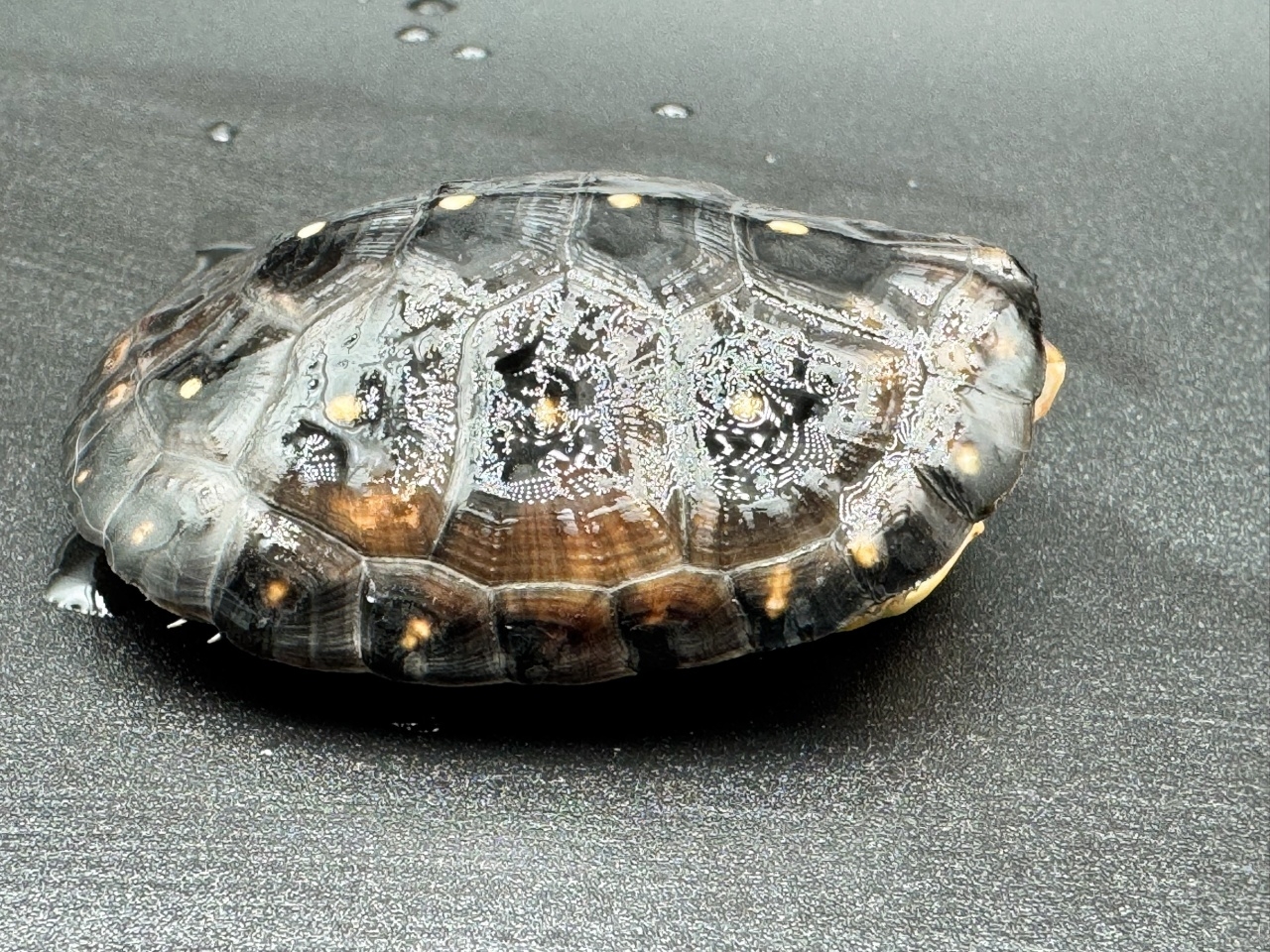 キボシイシガメ　Ｂ(2)