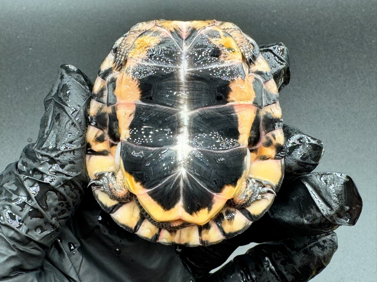 キボシイシガメ　Ｃ(4)