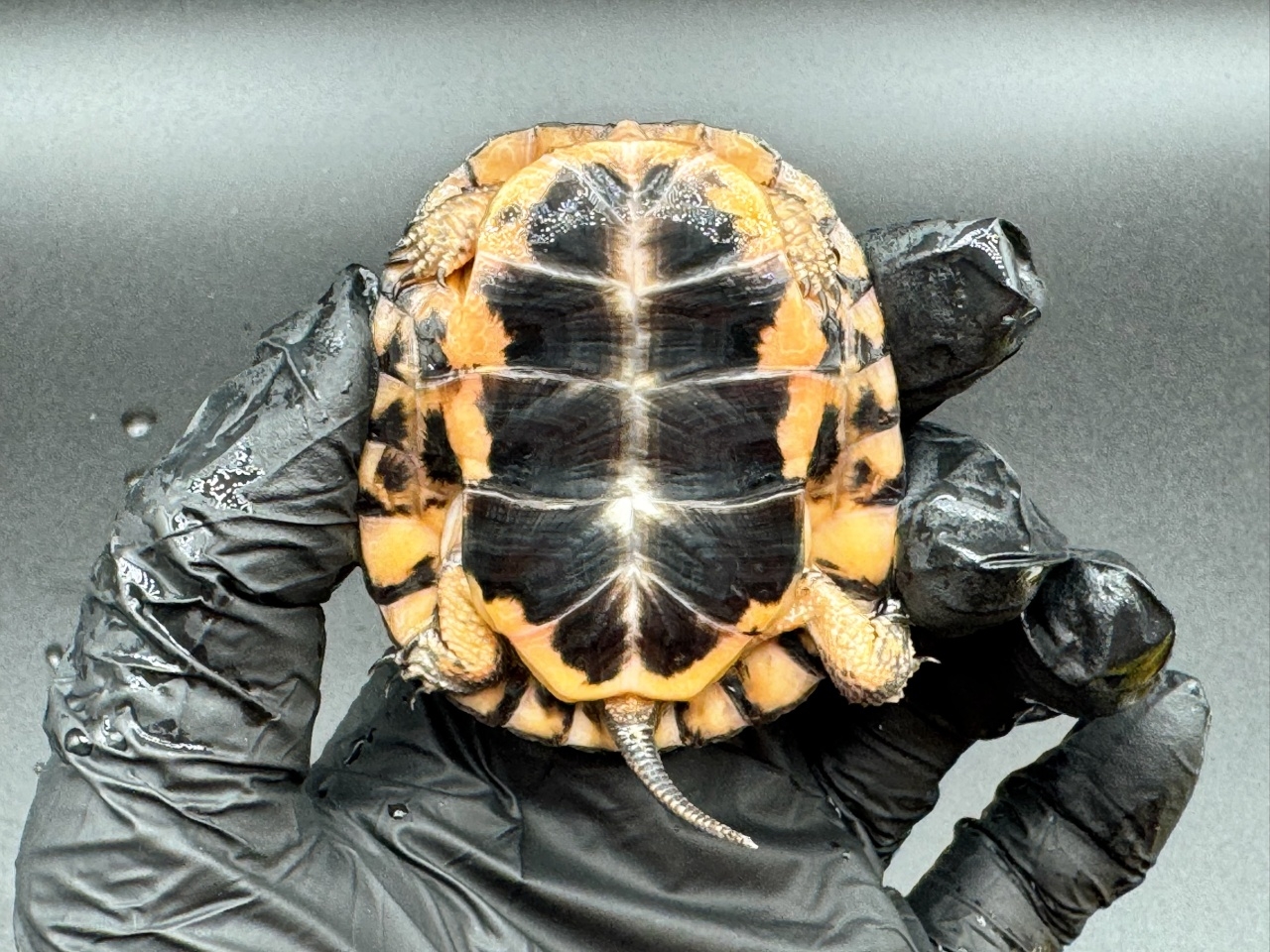 キボシイシガメ　Ｂ(4)