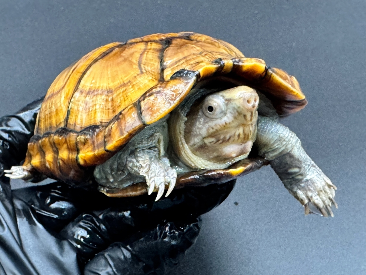 アラモスドロガメ　Ｅ(4)