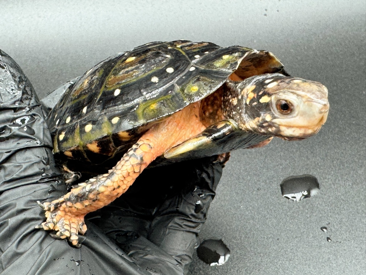 キボシイシガメ　Ｎ(3)