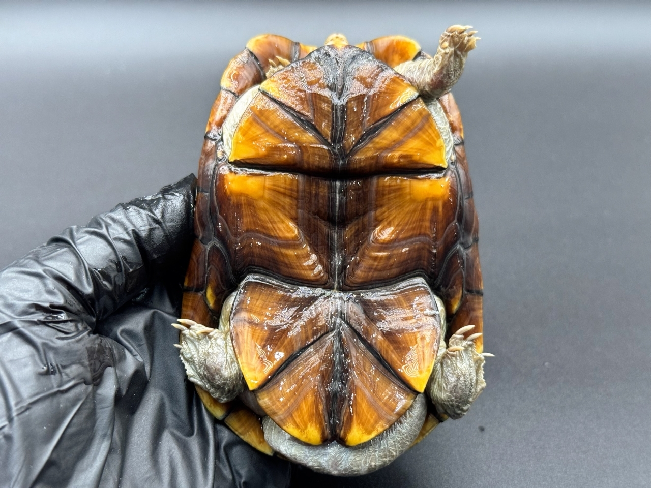 アラモスドロガメ　Ｅ(5)