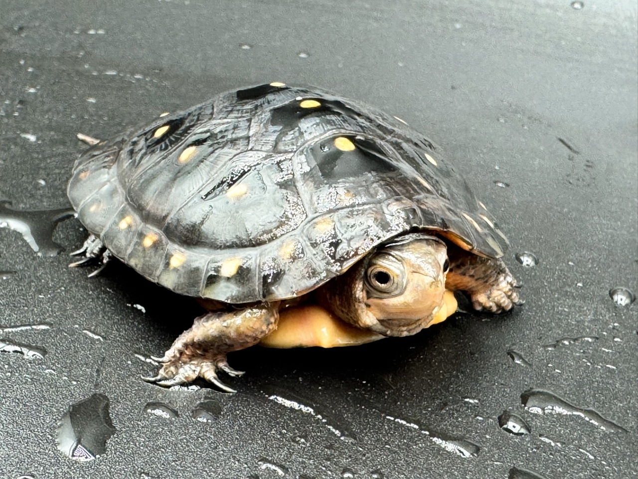 キボシイシガメ　Ｆ(3)