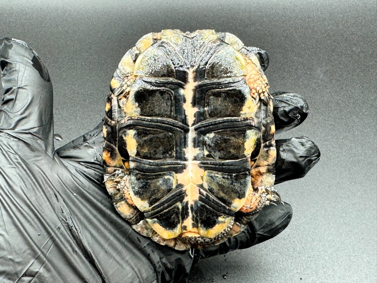 キボシイシガメ　Ｎ(4)