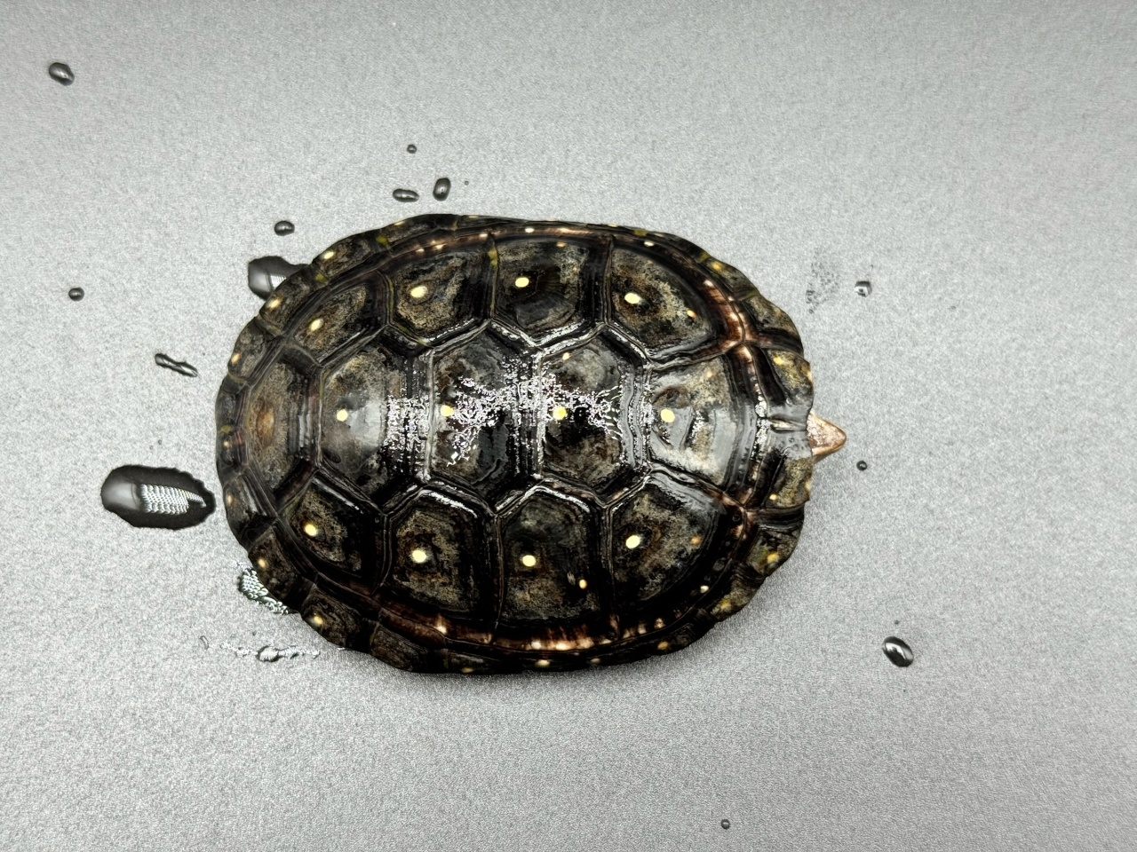 キボシイシガメ　Ｍ(1)