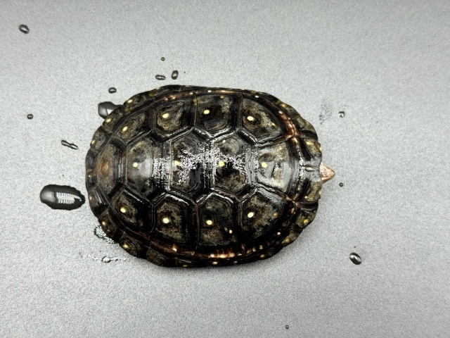 キボシイシガメ　Ｍ