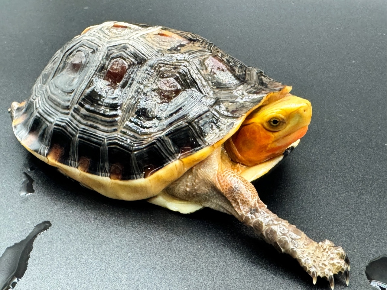 チュウゴクセマルハコガメ　Ａ(4)