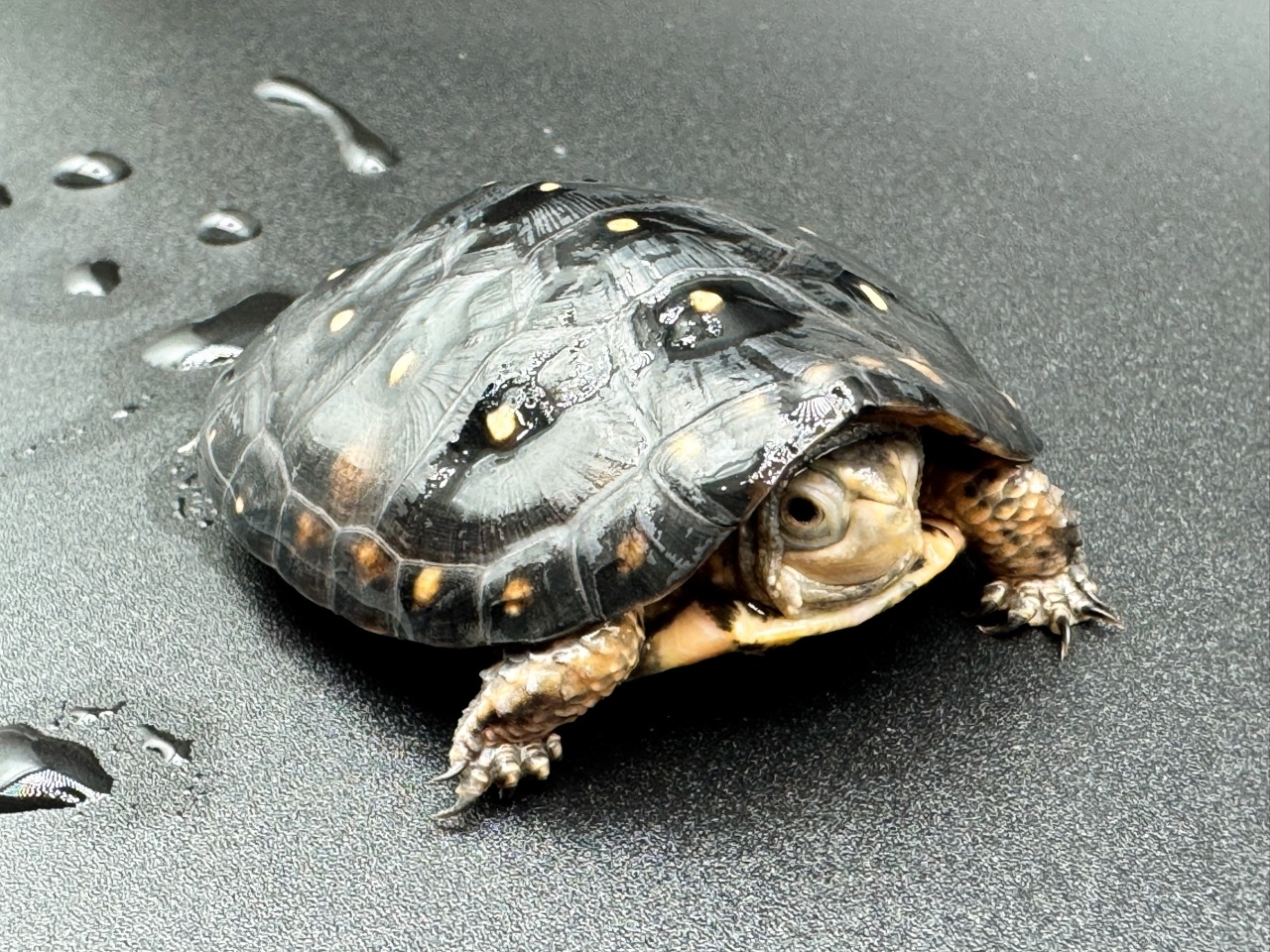 キボシイシガメ　Ｄ(3)