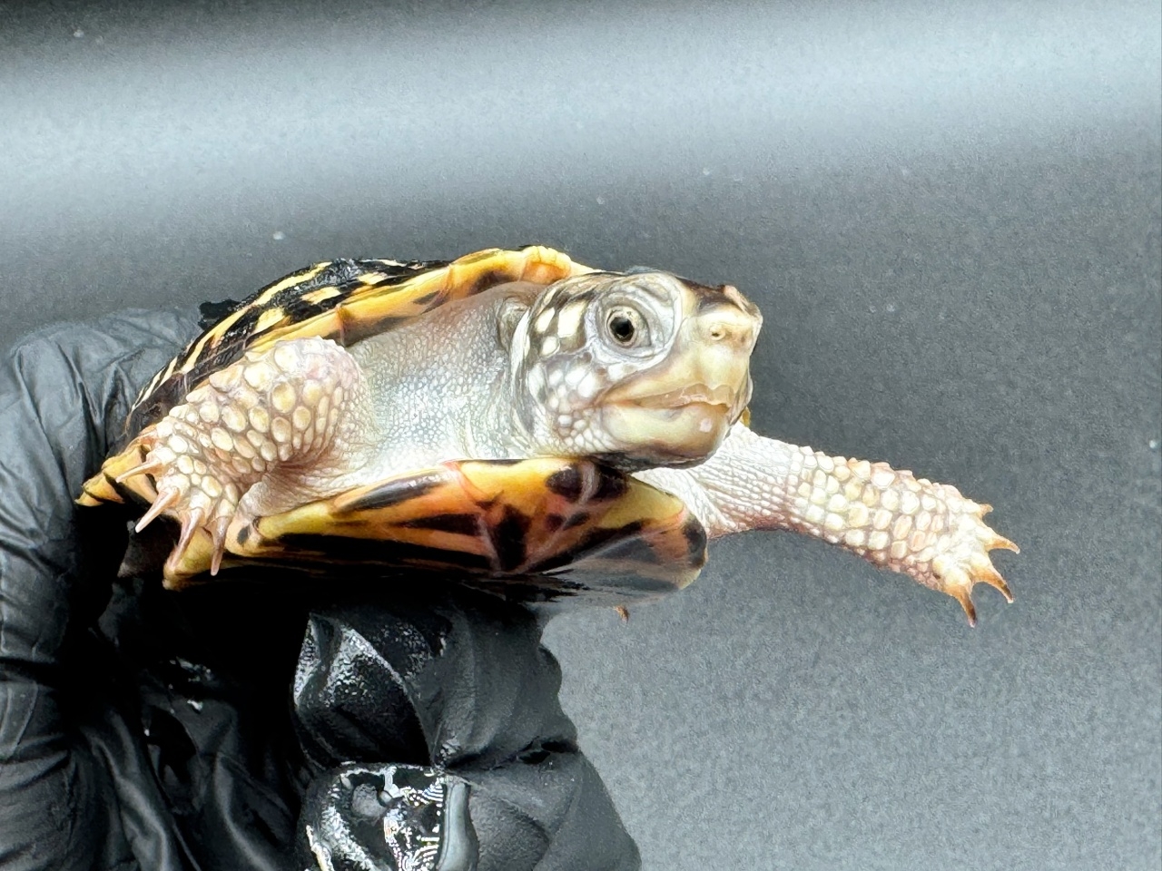 キタニシキハコガメ　Ｄ(3)