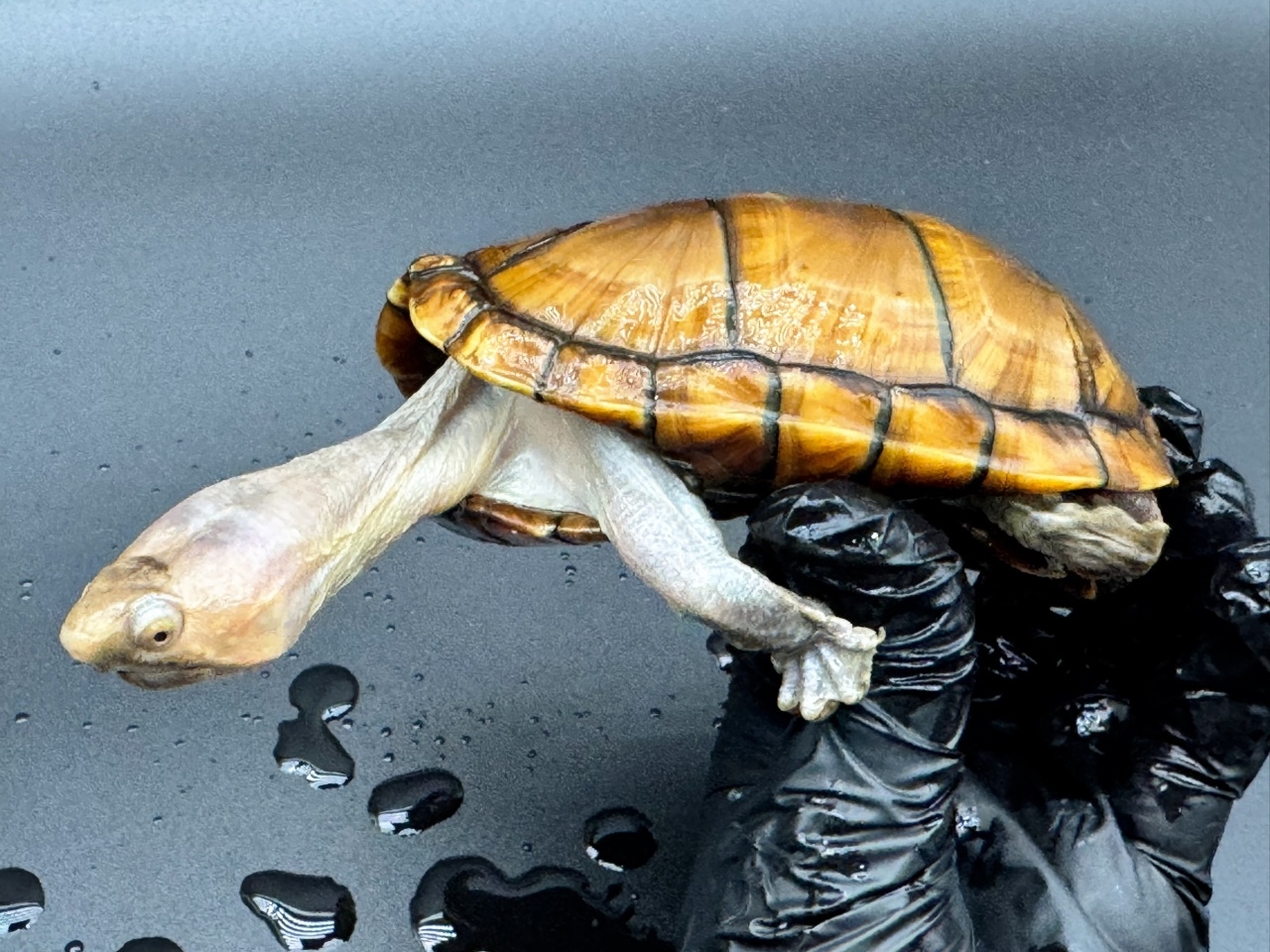 アラモスドロガメ　Ｉ(3)