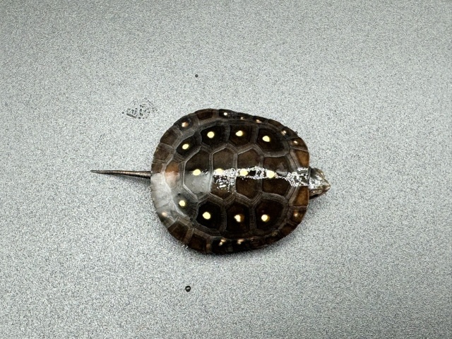 キボシイシガメ　Ｉ