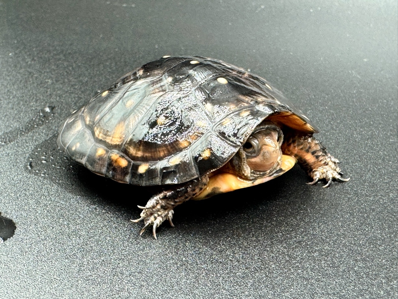 キボシイシガメ　Ｈ(3)