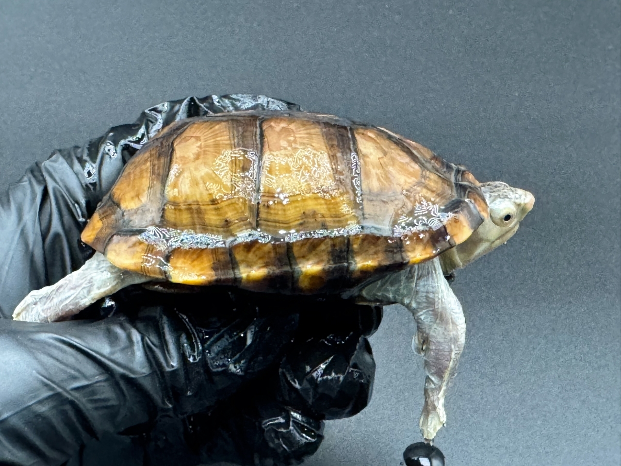 アラモスドロガメ　Ｃ(2)