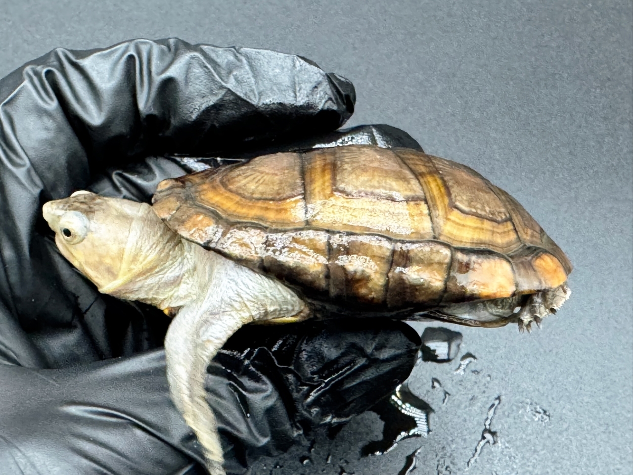 アラモスドロガメ　Ａ(3)