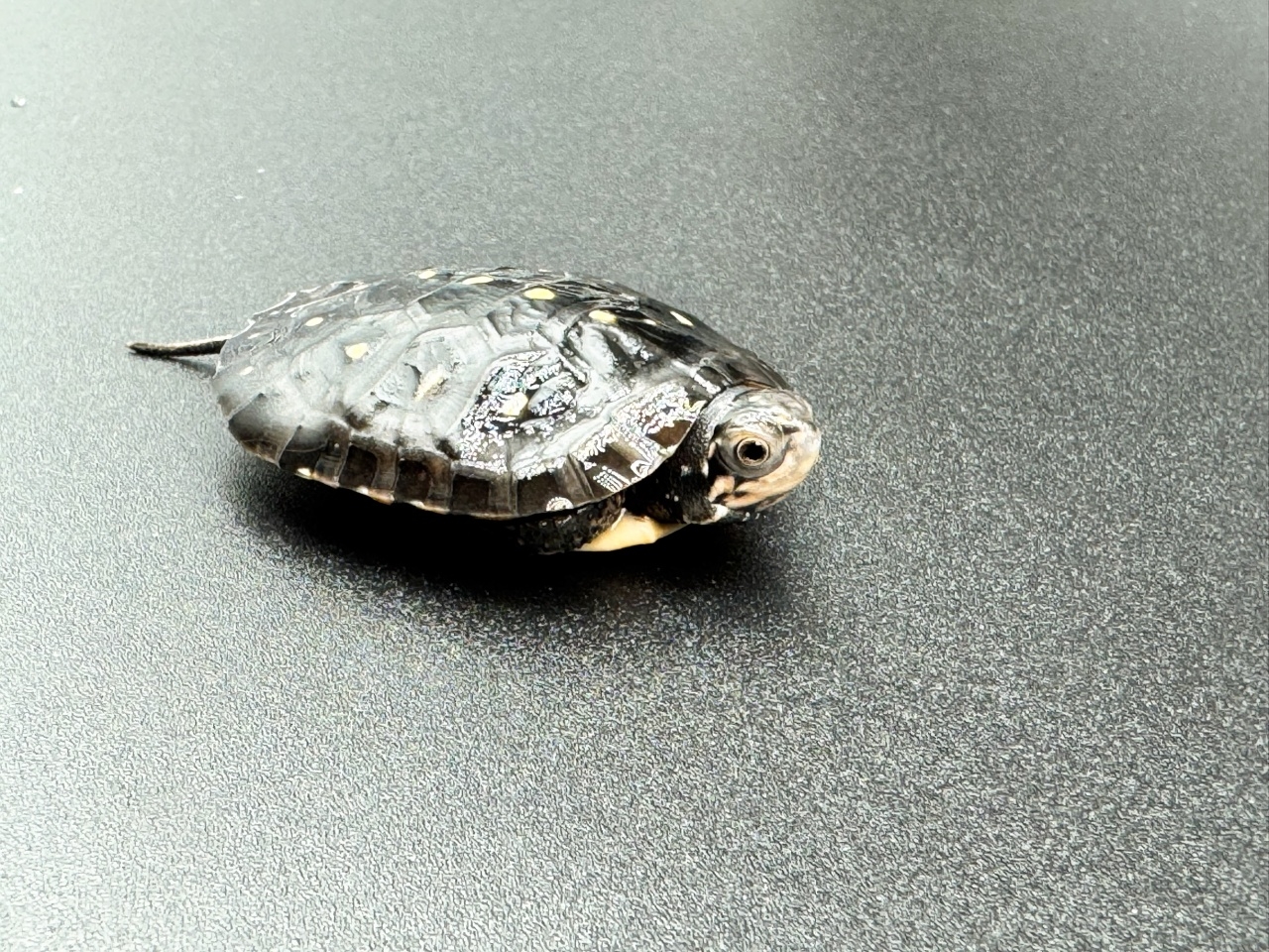 キボシイシガメ　Ａ(3)