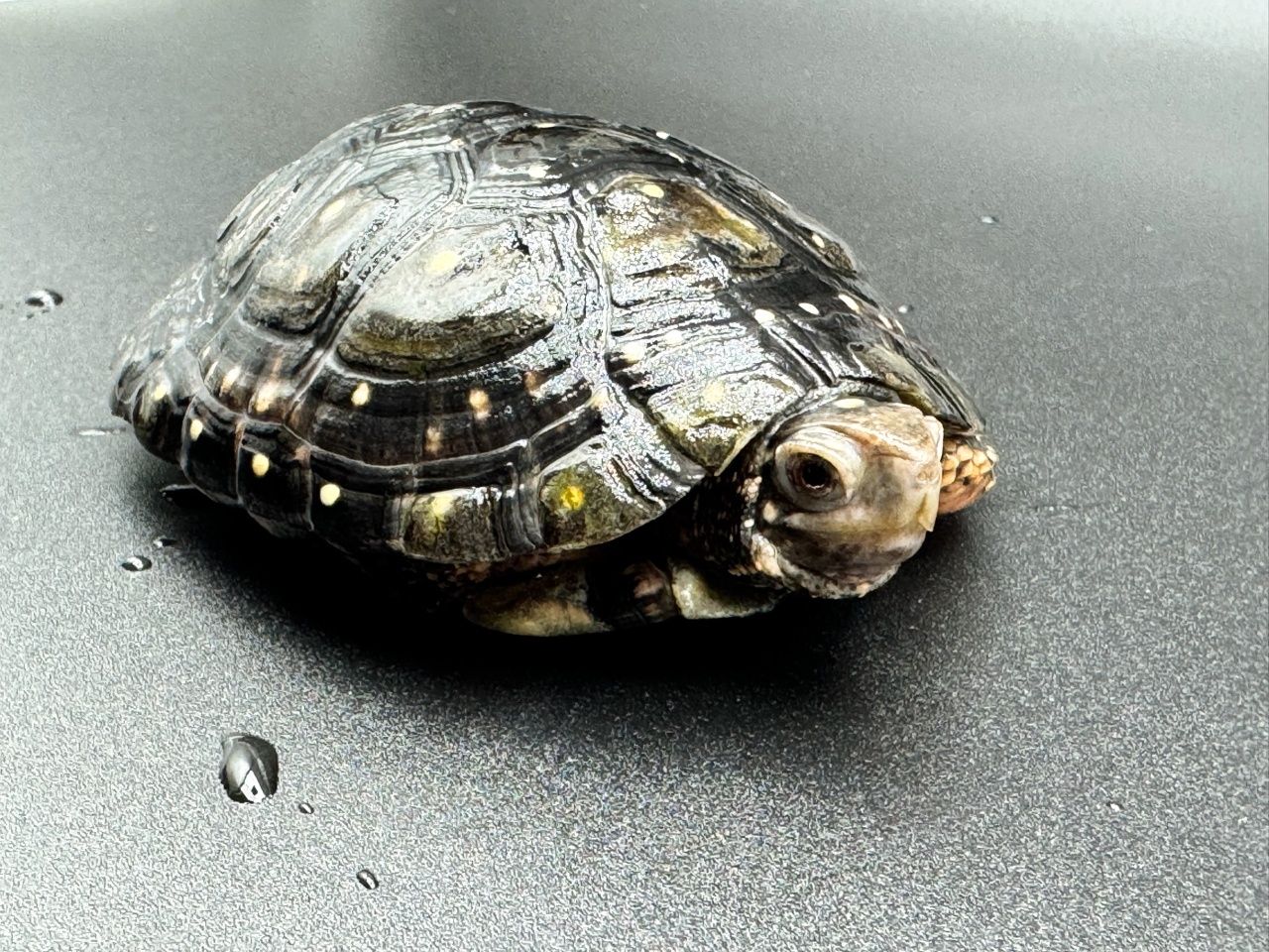 キボシイシガメ　Ｎ(3)