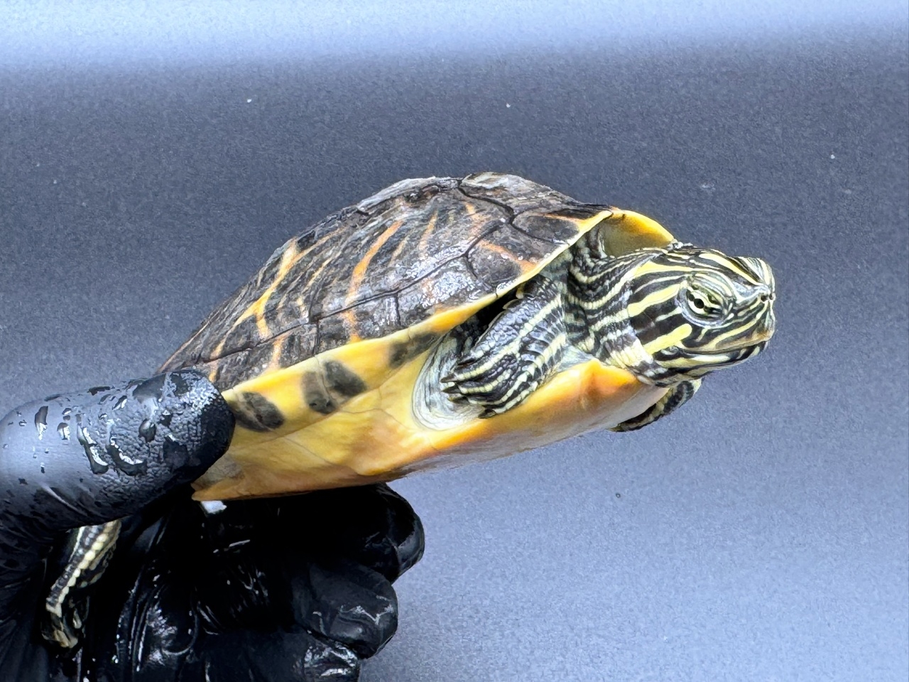 リバークーター(2)