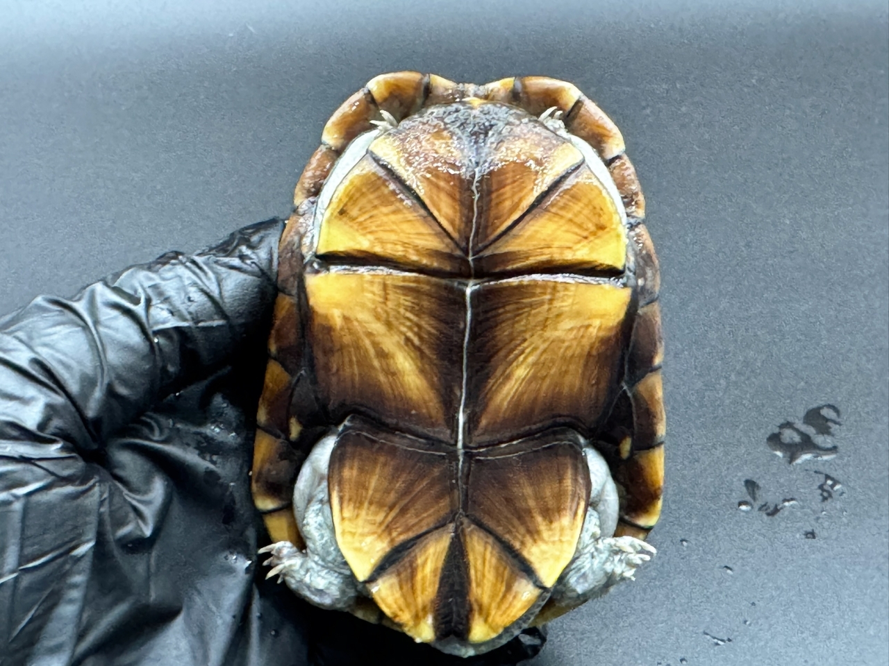 アラモスドロガメ　Ｄ(5)