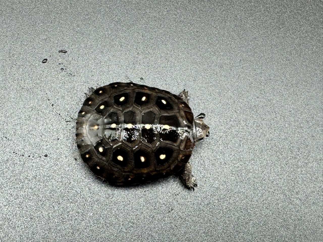 キボシイシガメ　Ｂ(1)