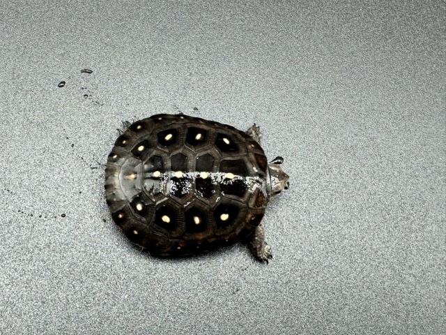 キボシイシガメ　Ｂ