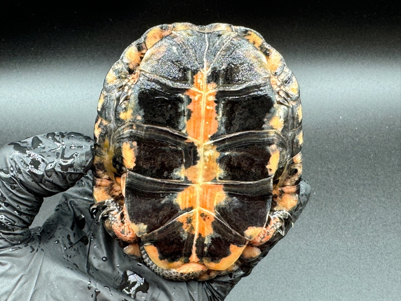 キボシイシガメ　Ｍ(4)