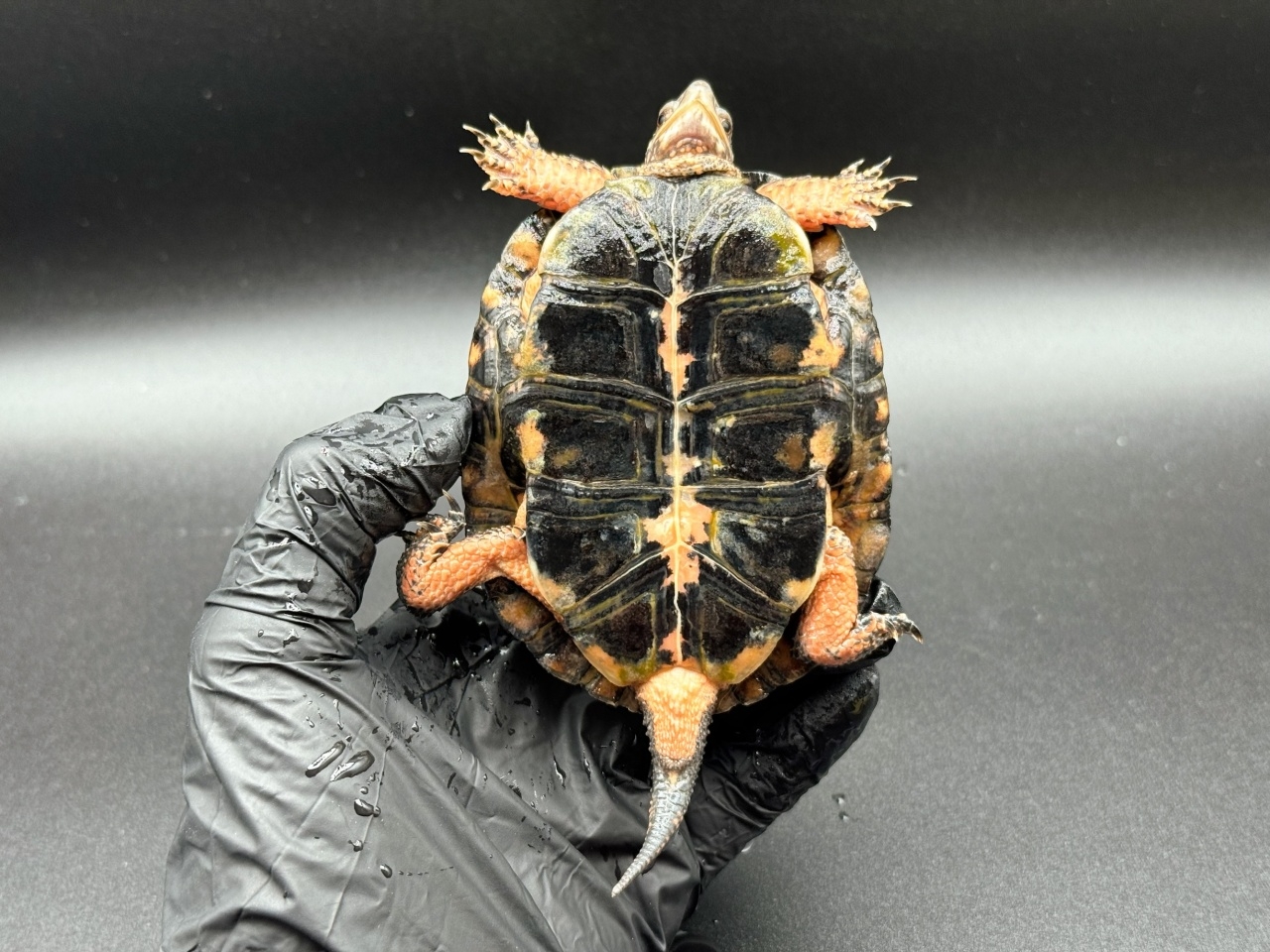 キボシイシガメ　Ｎ(4)