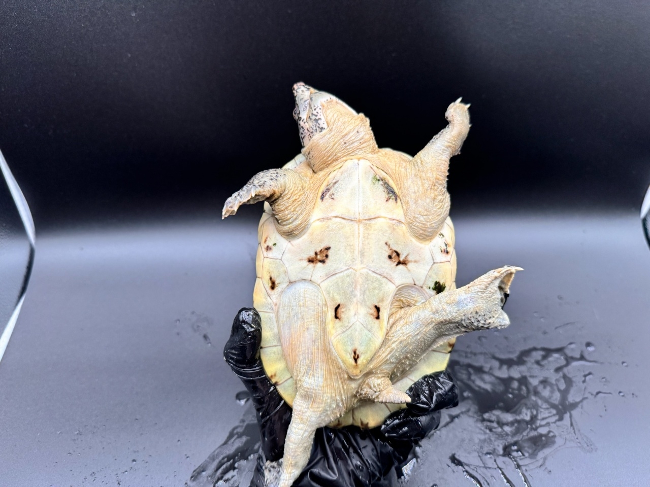 ジャイアントマスクタートル（ホワイトマーブル）　Ｂ(5)