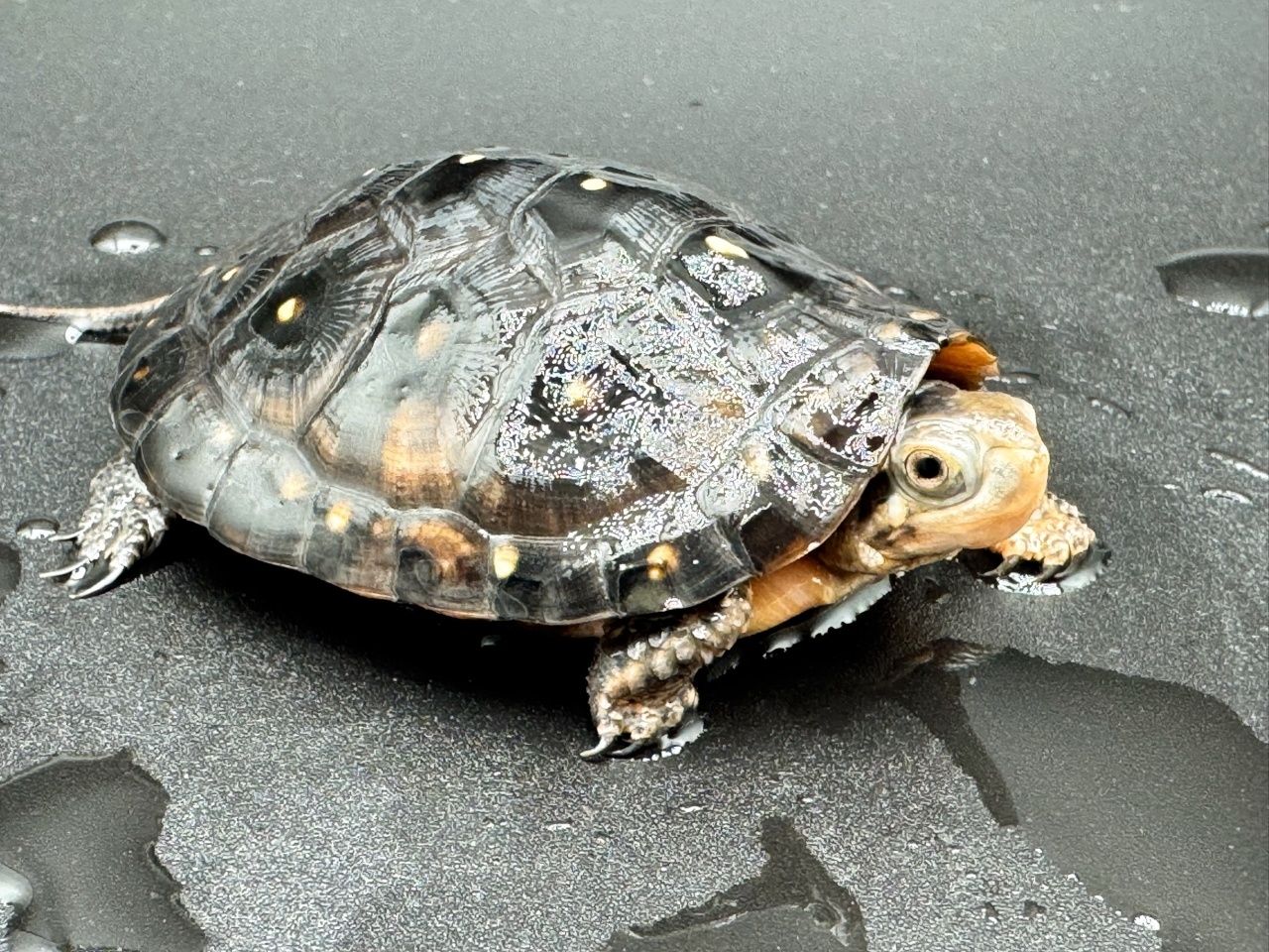 キボシイシガメ　Ｋ(3)