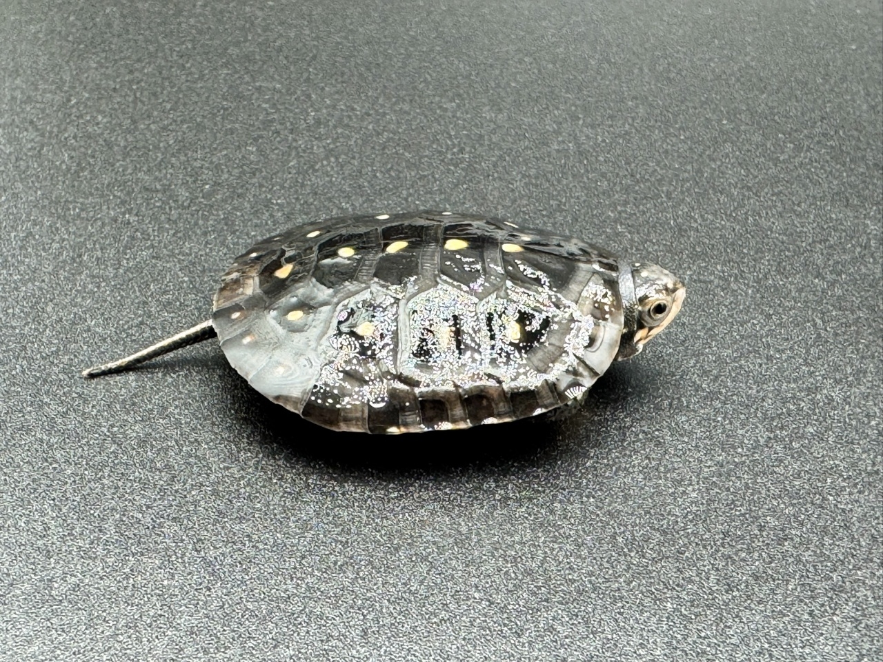 キボシイシガメ　Ａ(2)