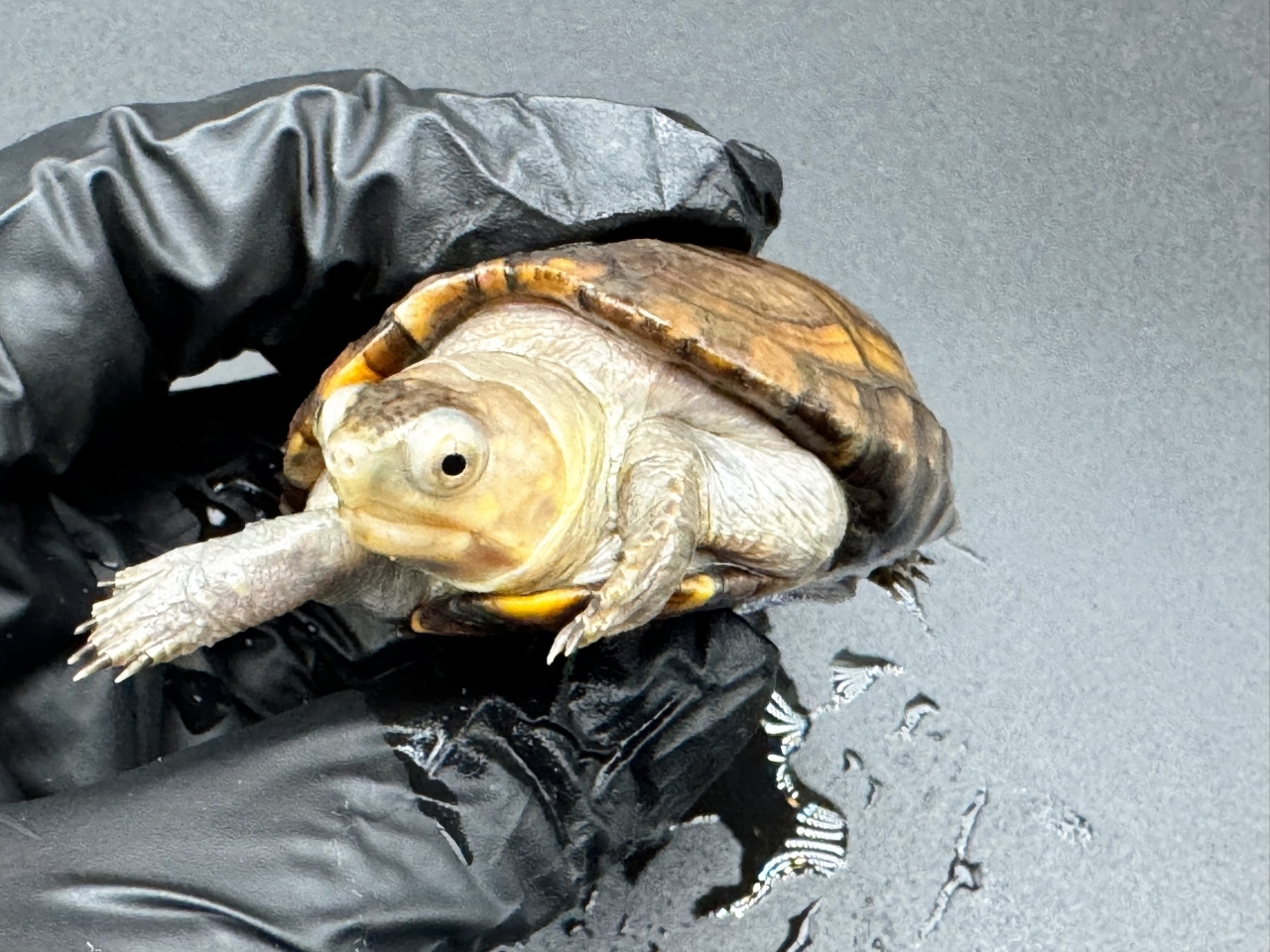 アラモスドロガメ　Ａ(4)