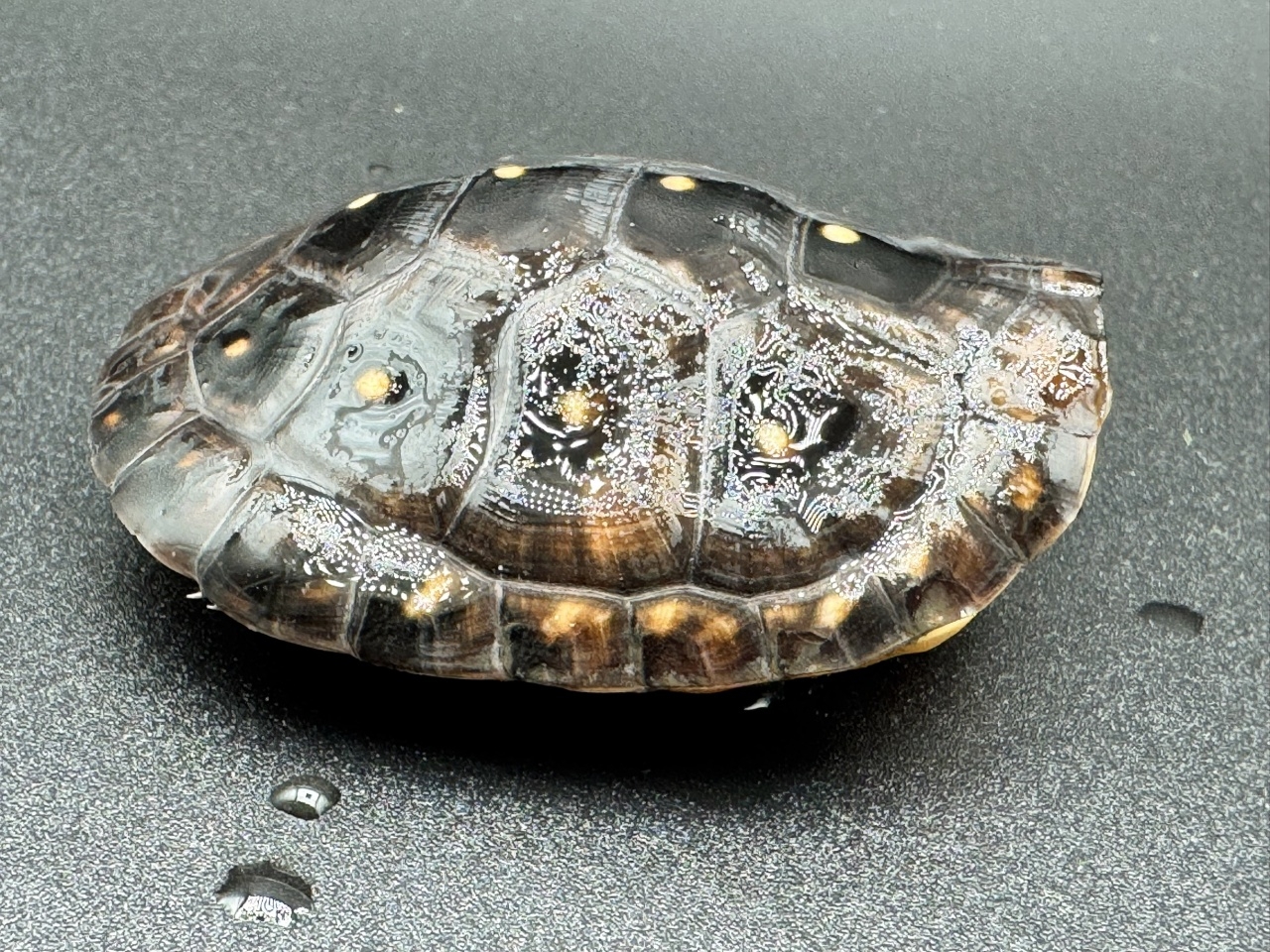 キボシイシガメ　Ｉ(2)