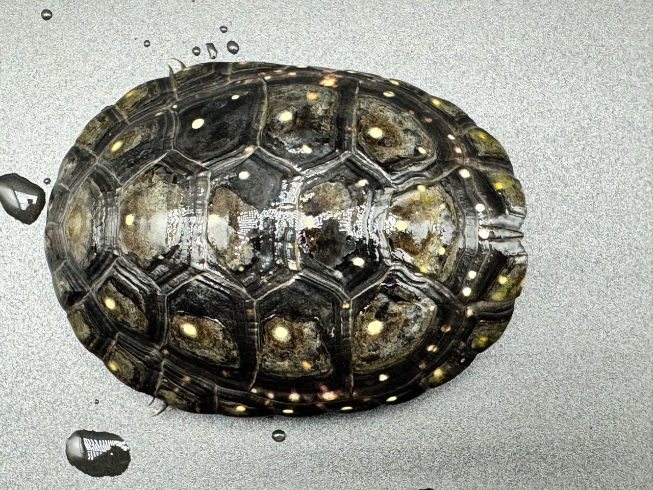 キボシイシガメ　Ｎ(1)