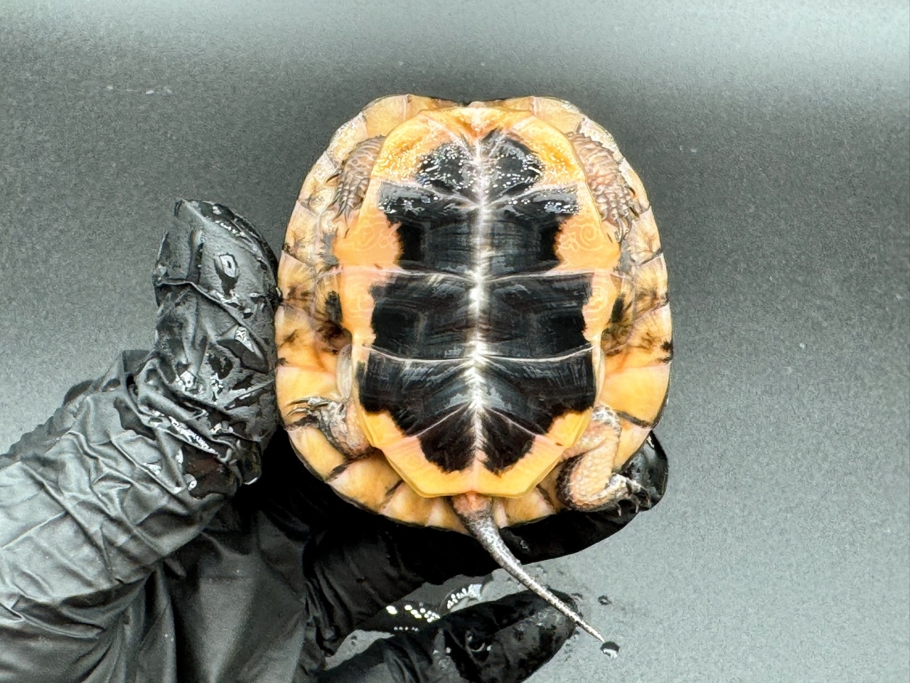 キボシイシガメ　Ｉ(4)