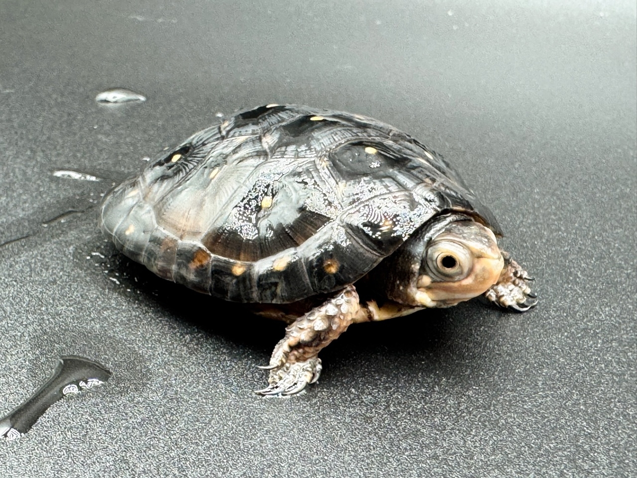 キボシイシガメ　Ｃ(3)