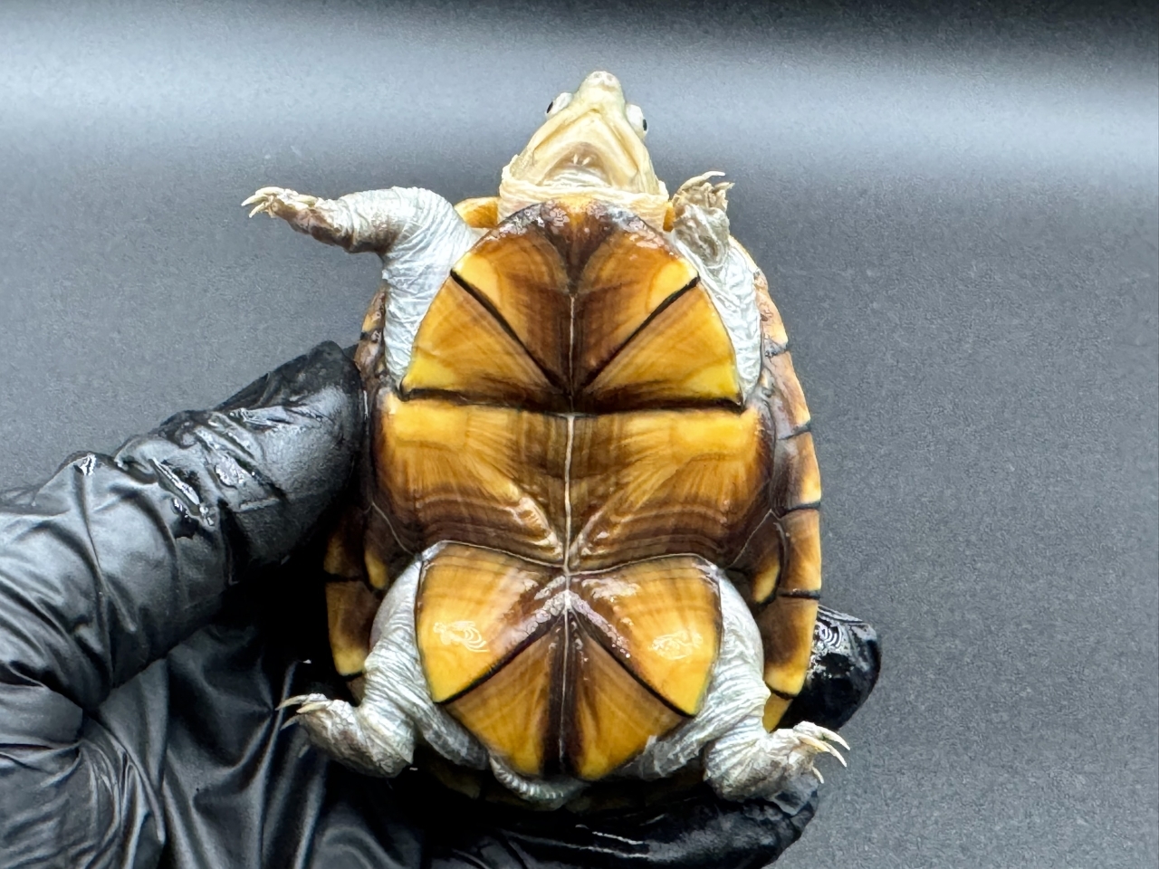 アラモスドロガメ　Ｂ(5)