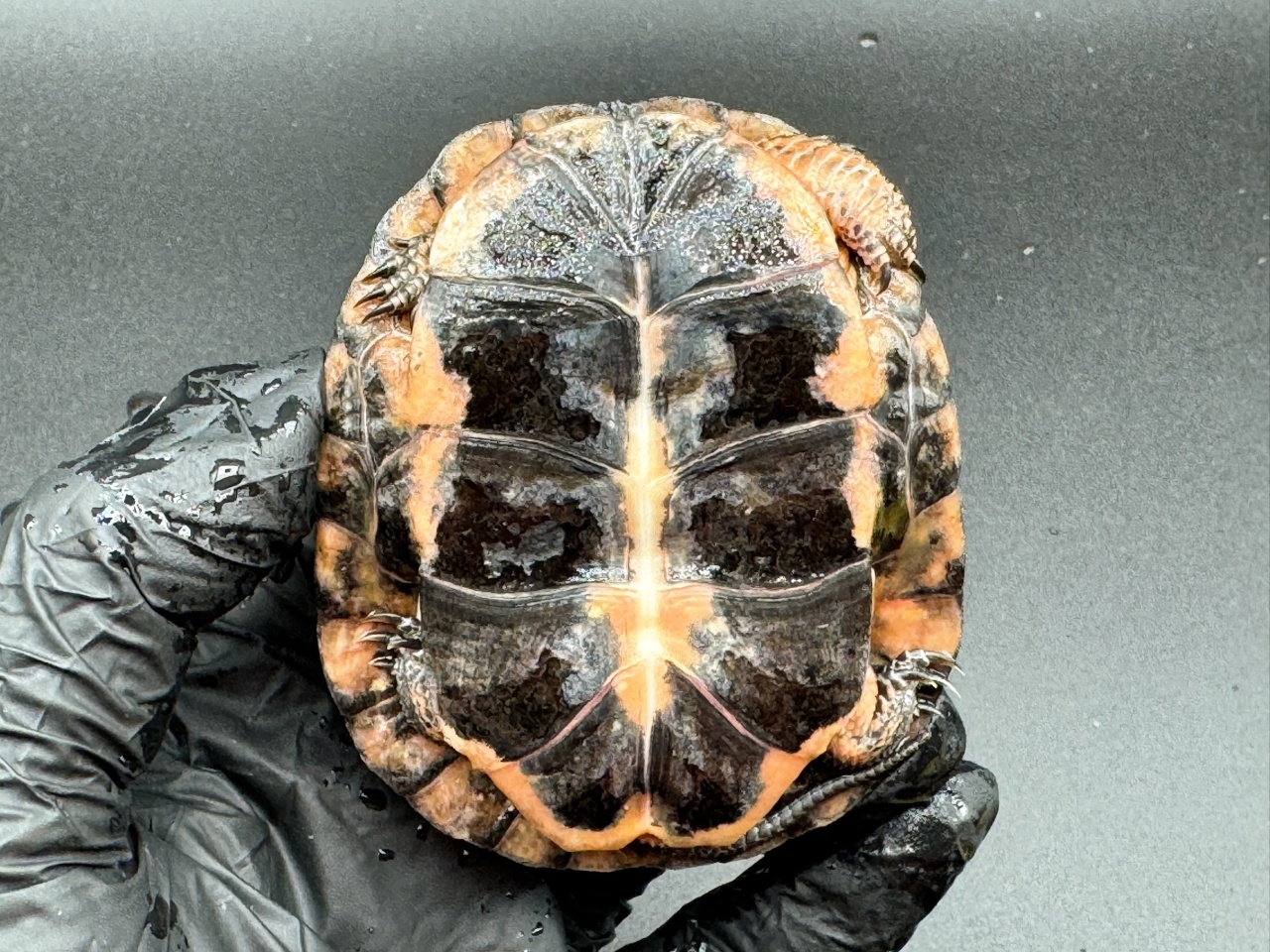 キボシイシガメ　Ｌ(4)